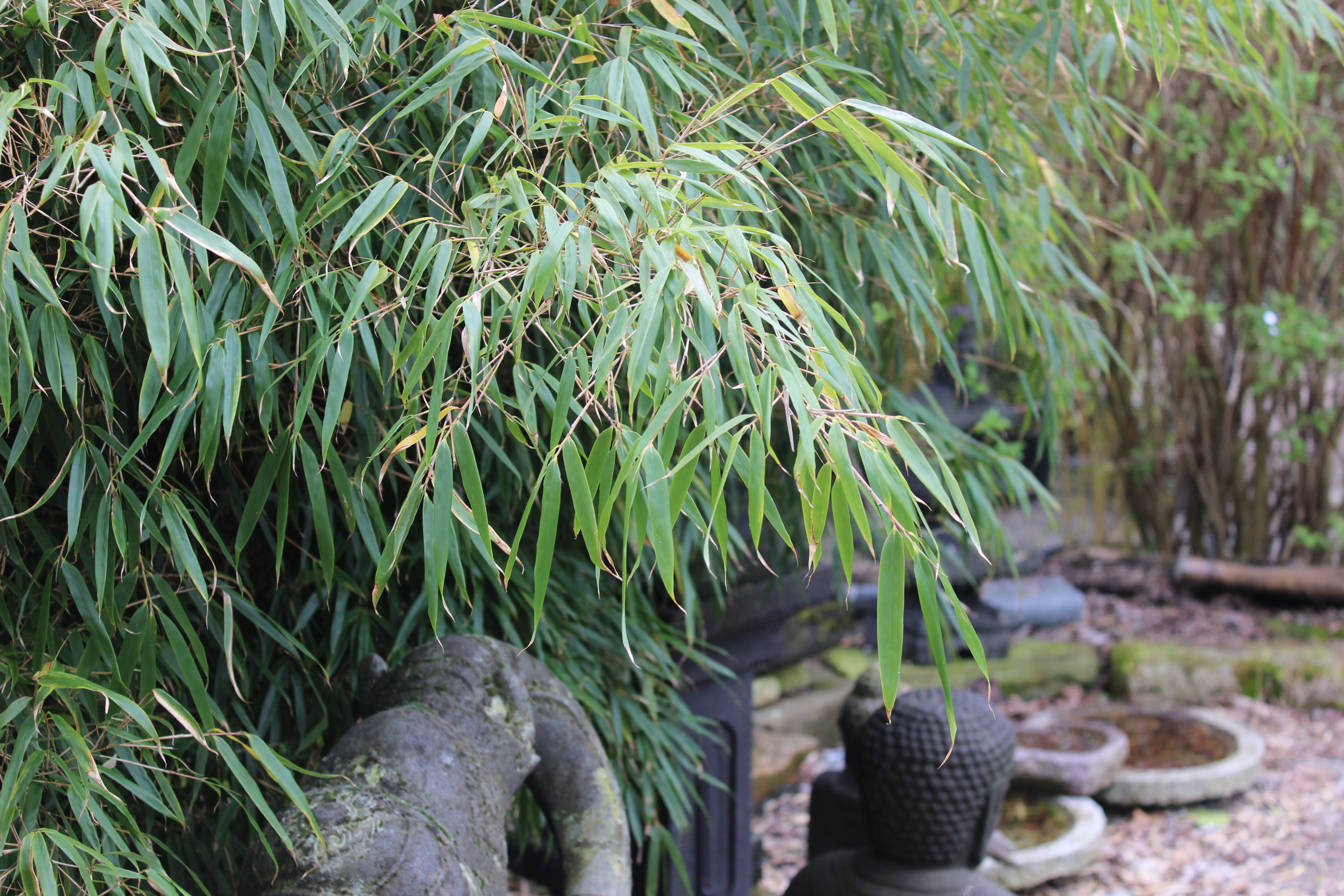 Universaler Gartenbambus Fargesia rufa