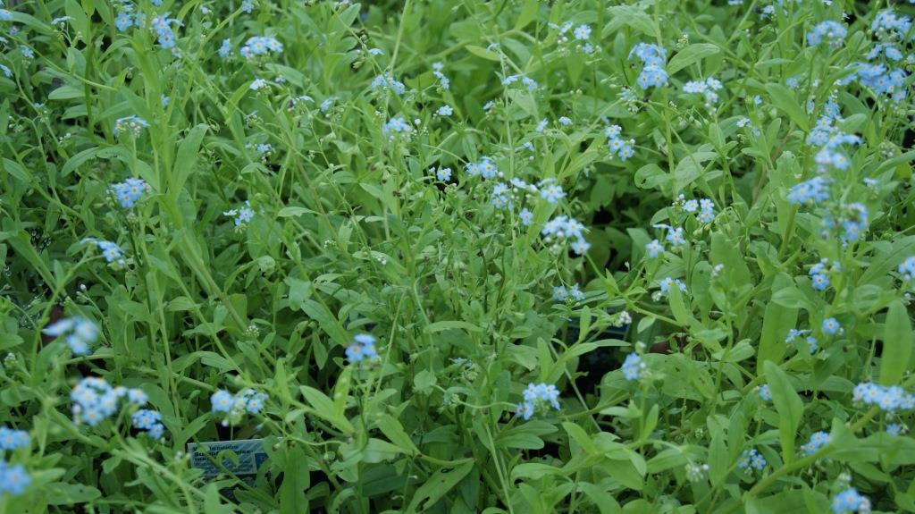 Myosotis palustris, Sumpf-Vergissmeinnicht