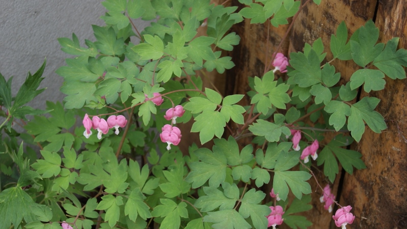 Tränendes Herz, Dicentra spectabilis