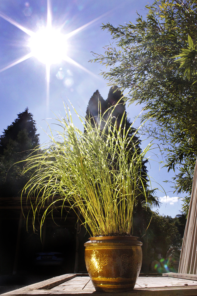 Stachelschweingras, Miscanthus sinensis strictus