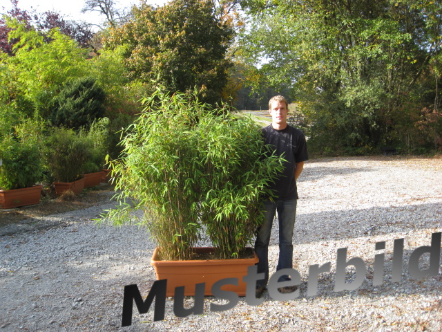 Mobiler Sichtschutz - Bambus Hecke im Kasten