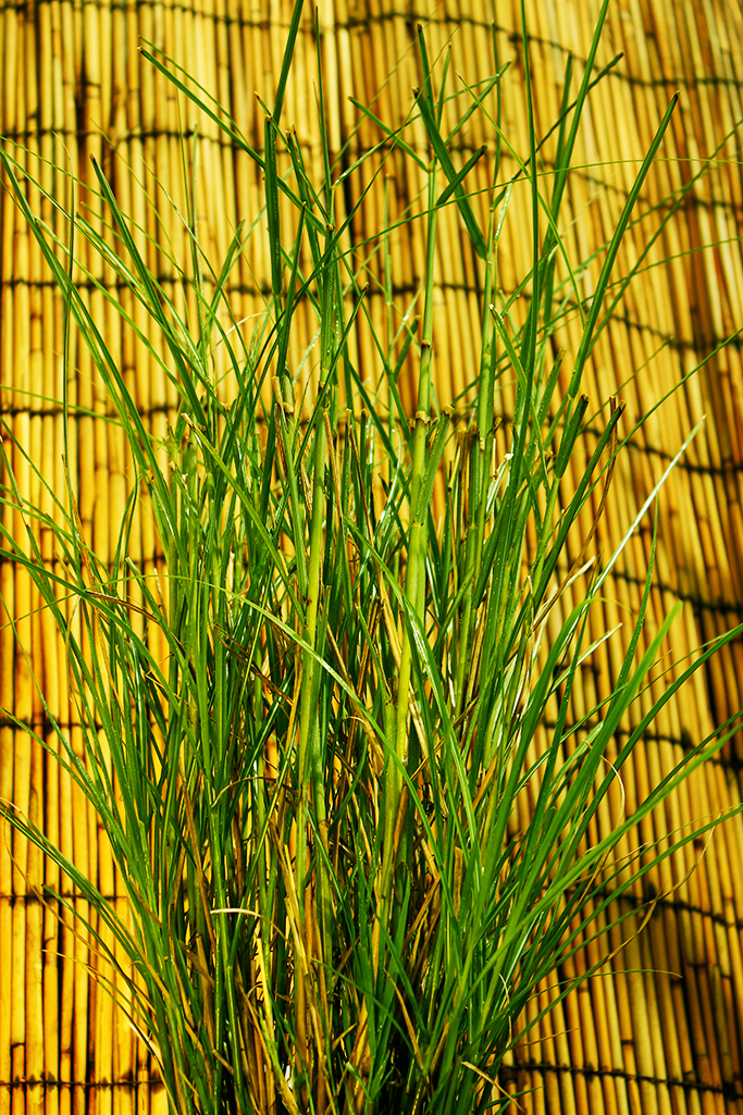 Gartenchinaschilf, Miscanthus sinensis Kleine Silberspinne