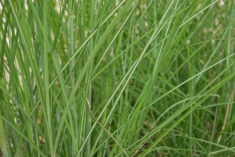 Chinaschilf Eulalia, Miscanthus sinensis gracillimus