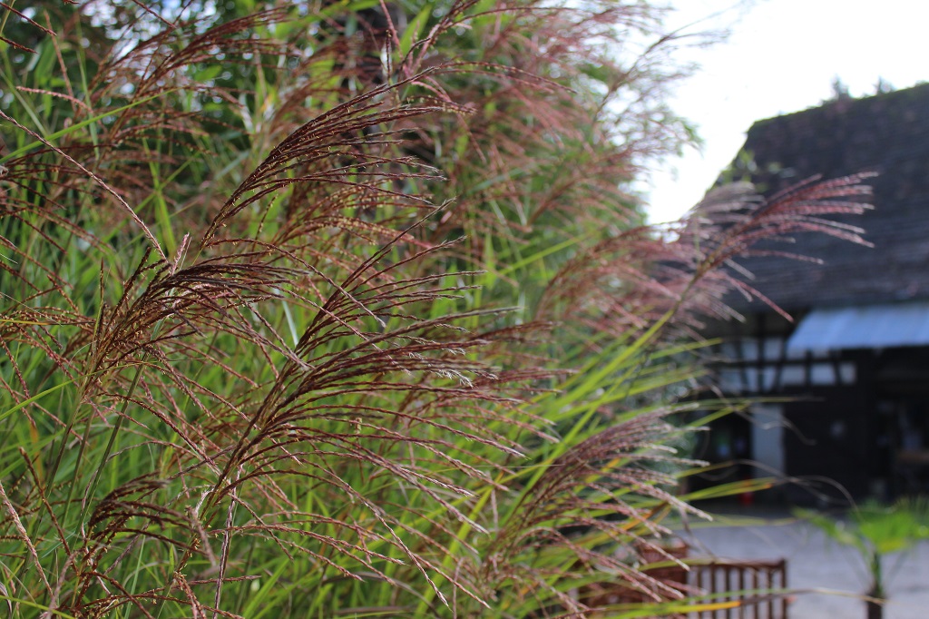 Chinaschilf Eulalia, Miscanthus sinensis gracillimus