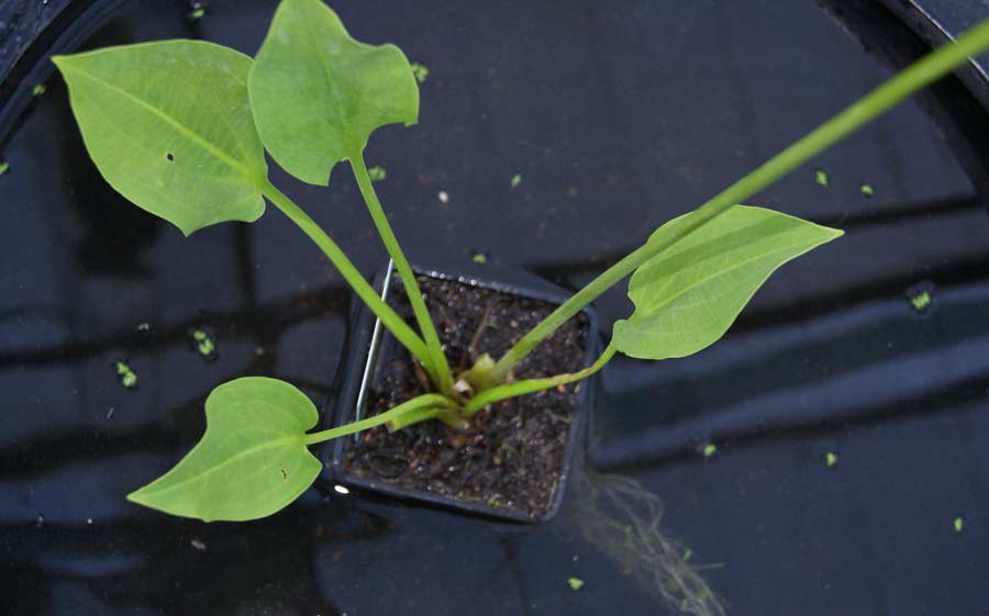 Alisma plantago-aquatica, Froschlöffel