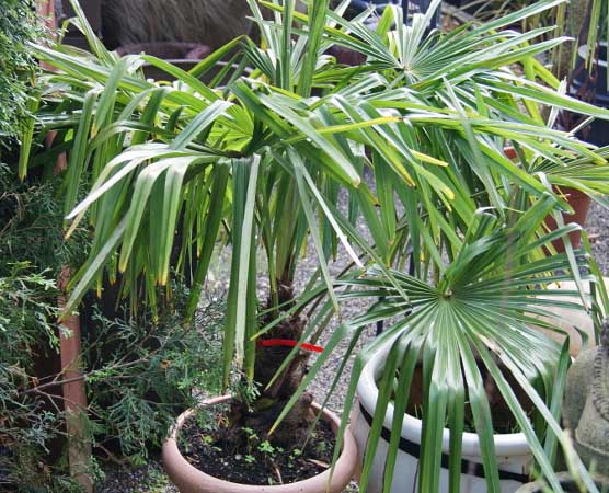 Winterharte Hanfpalme, Trachycarpus fortunei