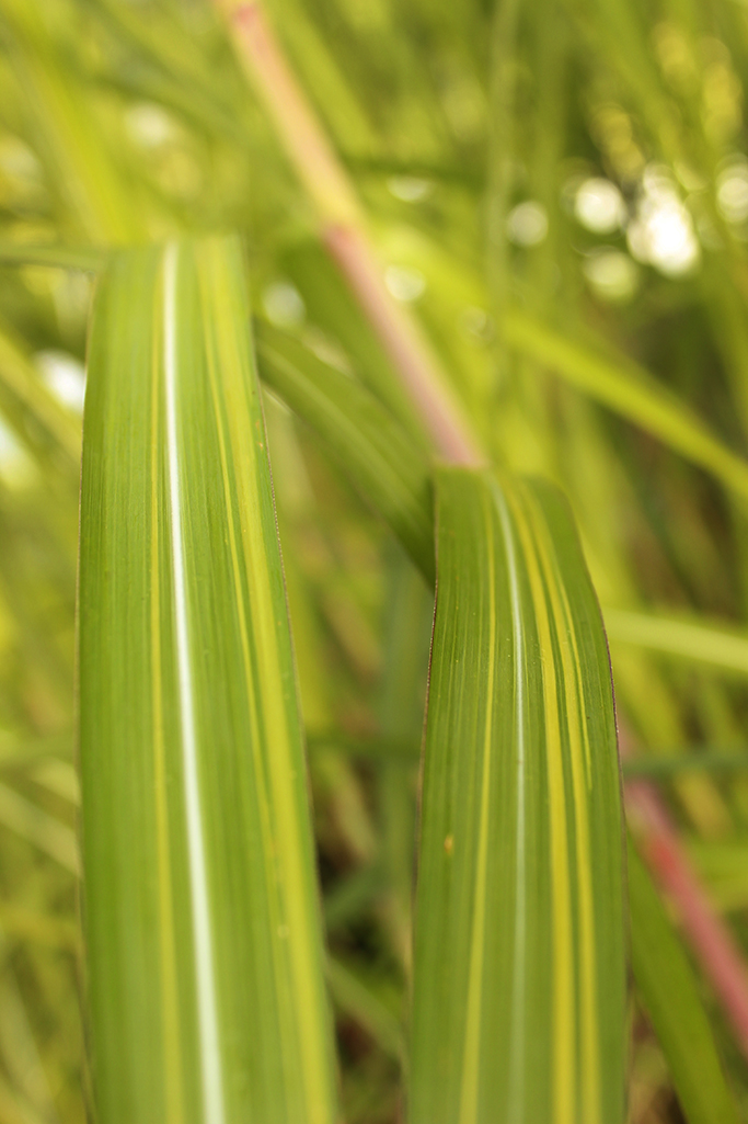 Riesen-Landschilf, Miscanthus giganteus Jubilar