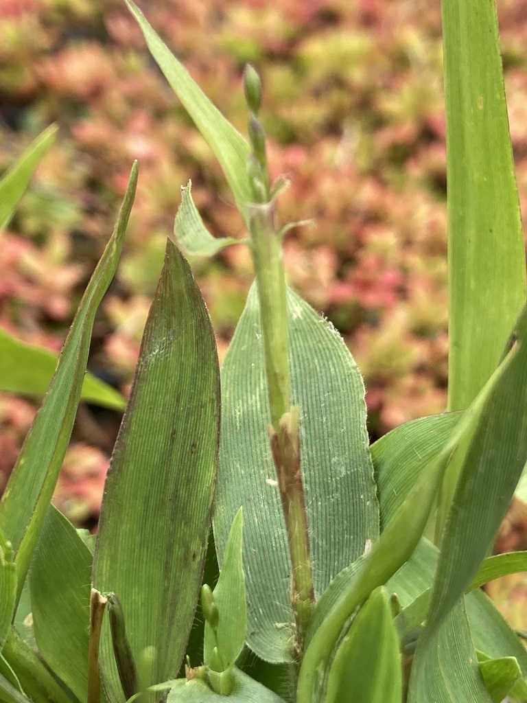 Hirschzungen-Rispenhirse, Panicum clandestinum