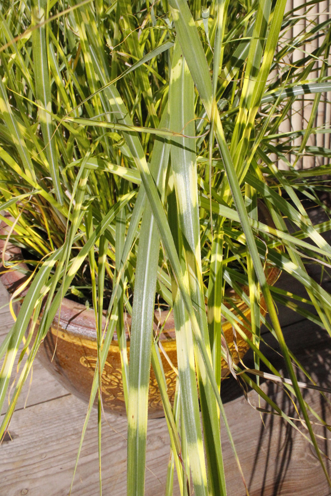 Stachelschweingras, Miscanthus sinensis strictus