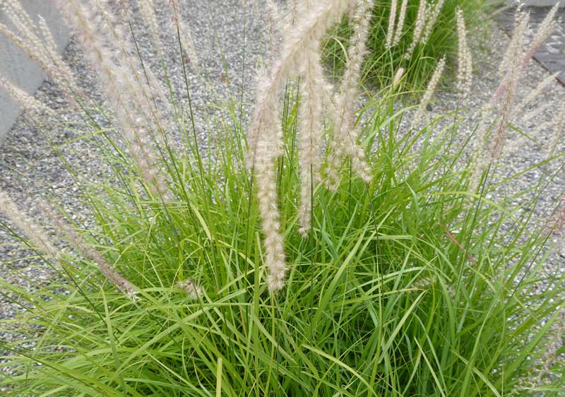 Federborstengras Compressum, Pennisetum alopecuroides compressum