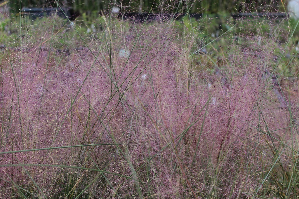 Rosa Haargras - Muhlenbergia capillaris