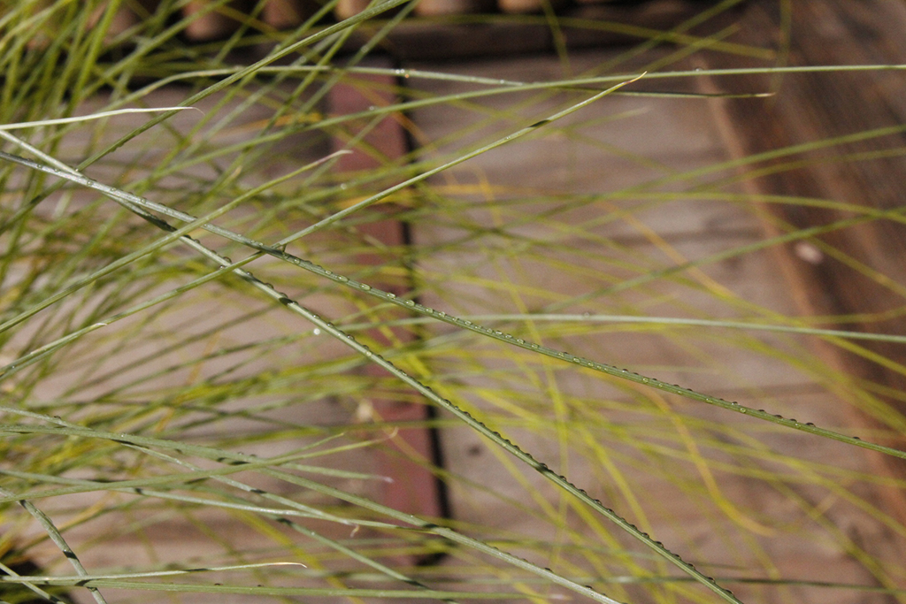 Rosa Haargras - Muhlenbergia capillaris