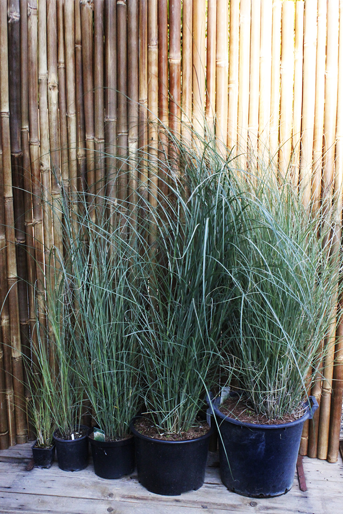 Chinaschilf Eulalia, Miscanthus sinensis gracillimus