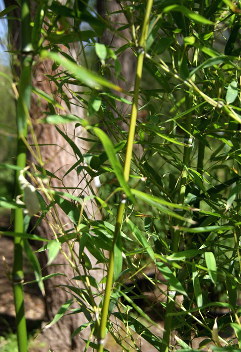 Goldrohr Bambus, Phyllostachys aurea