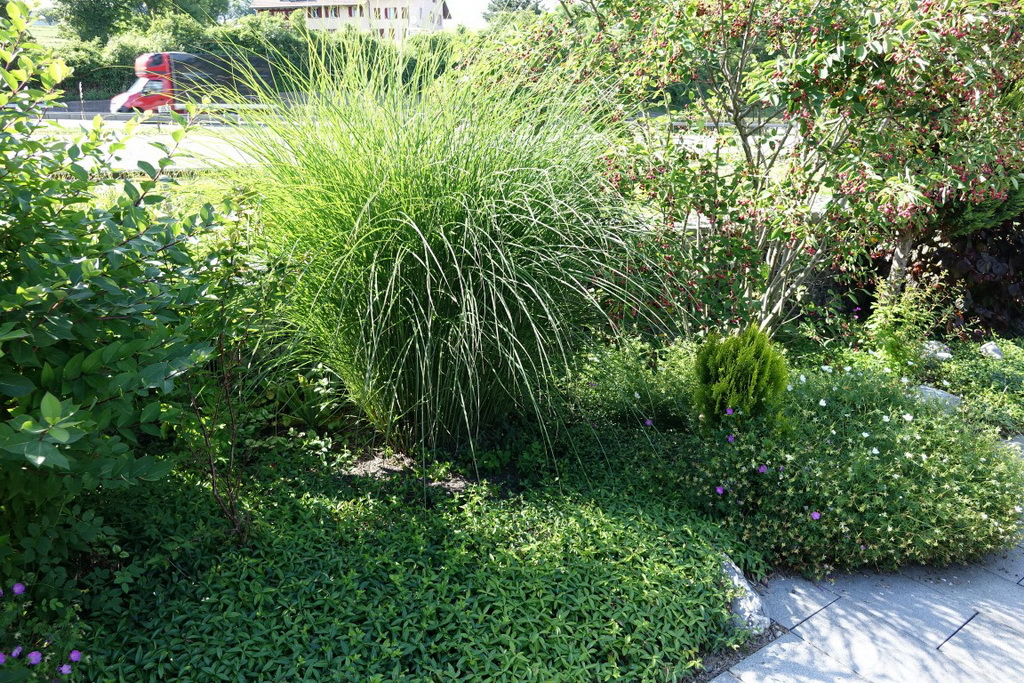 Chinaschilf Eulalia, Miscanthus sinensis gracillimus