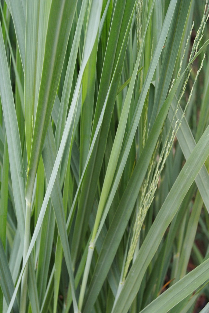 Riesen Rutenhirse, Panicum virgatum Nordwind