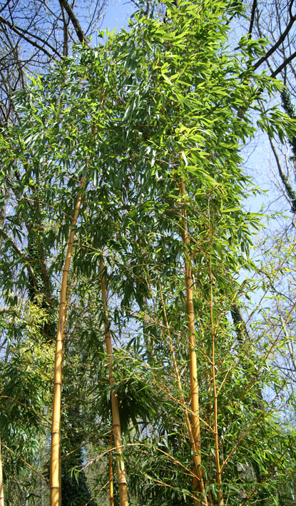 Zauber Bambus, Phyllostachys vivax Aureocaulis