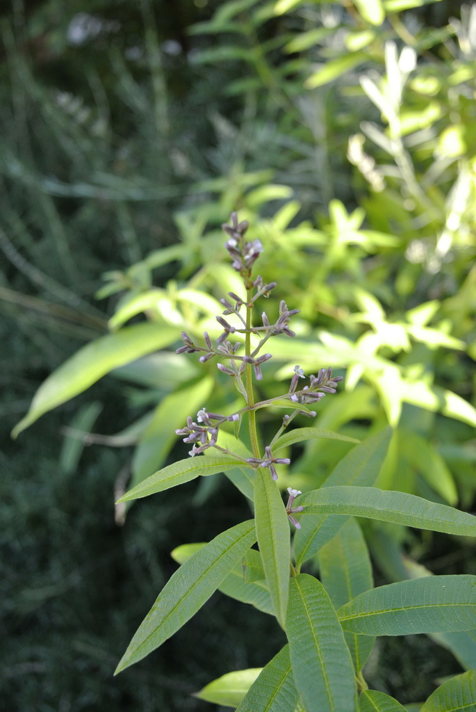 Zitronenverbene, Lippia citriodora