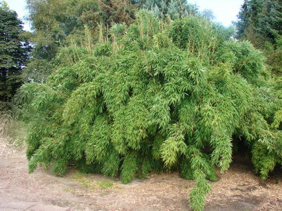 Der aufrechte Gartenbambus, Fargesia murielae Jumbo