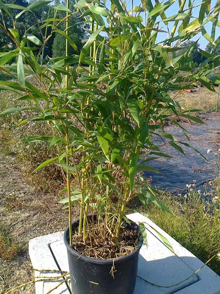 Zick -  Zack Bambus , Phyllostachys aureosulcata spectabilis