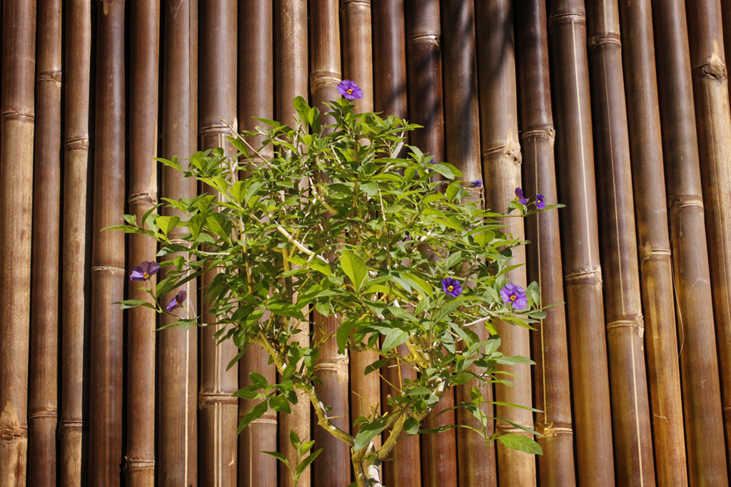 Solanum rantonnetii - Enzianstrauch