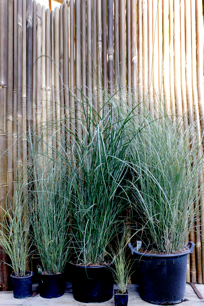 Chinaschilf Eulalia, Miscanthus sinensis gracillimus