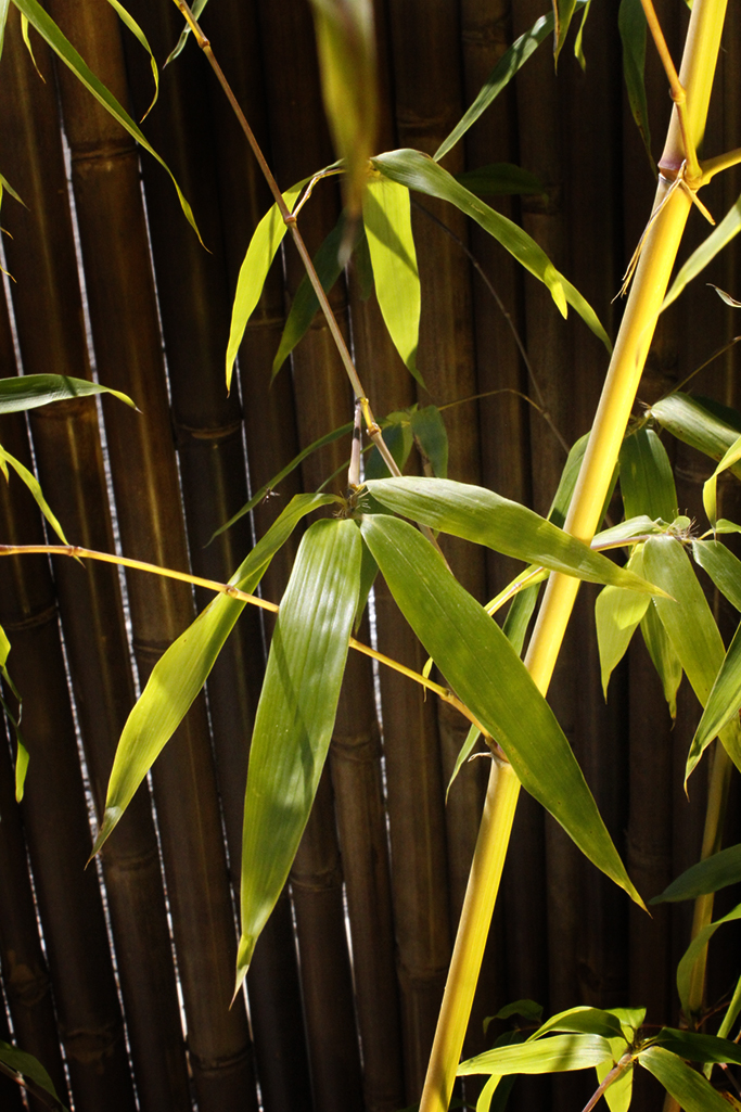 Grüner Furchen Bambus, Phyllostachys vivax Huangwenzhu Inversa