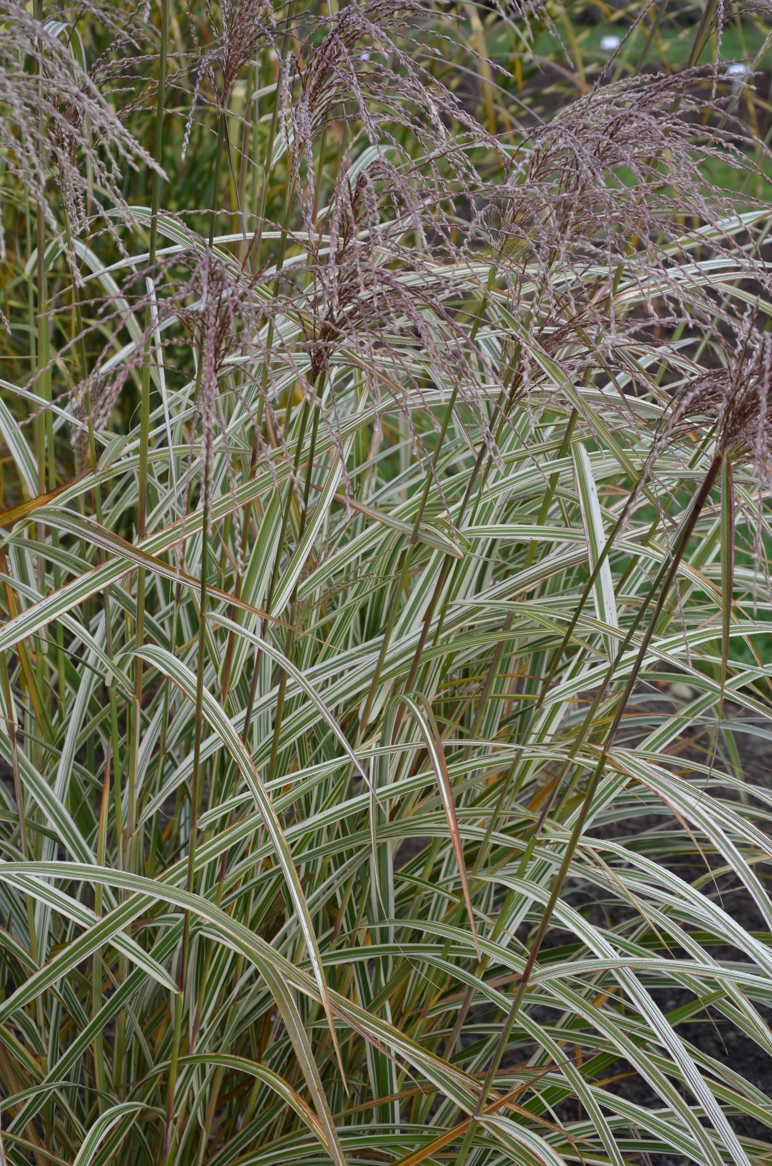 Weißbuntes Chinaschilf, Miscanthus sinensis Variegatus