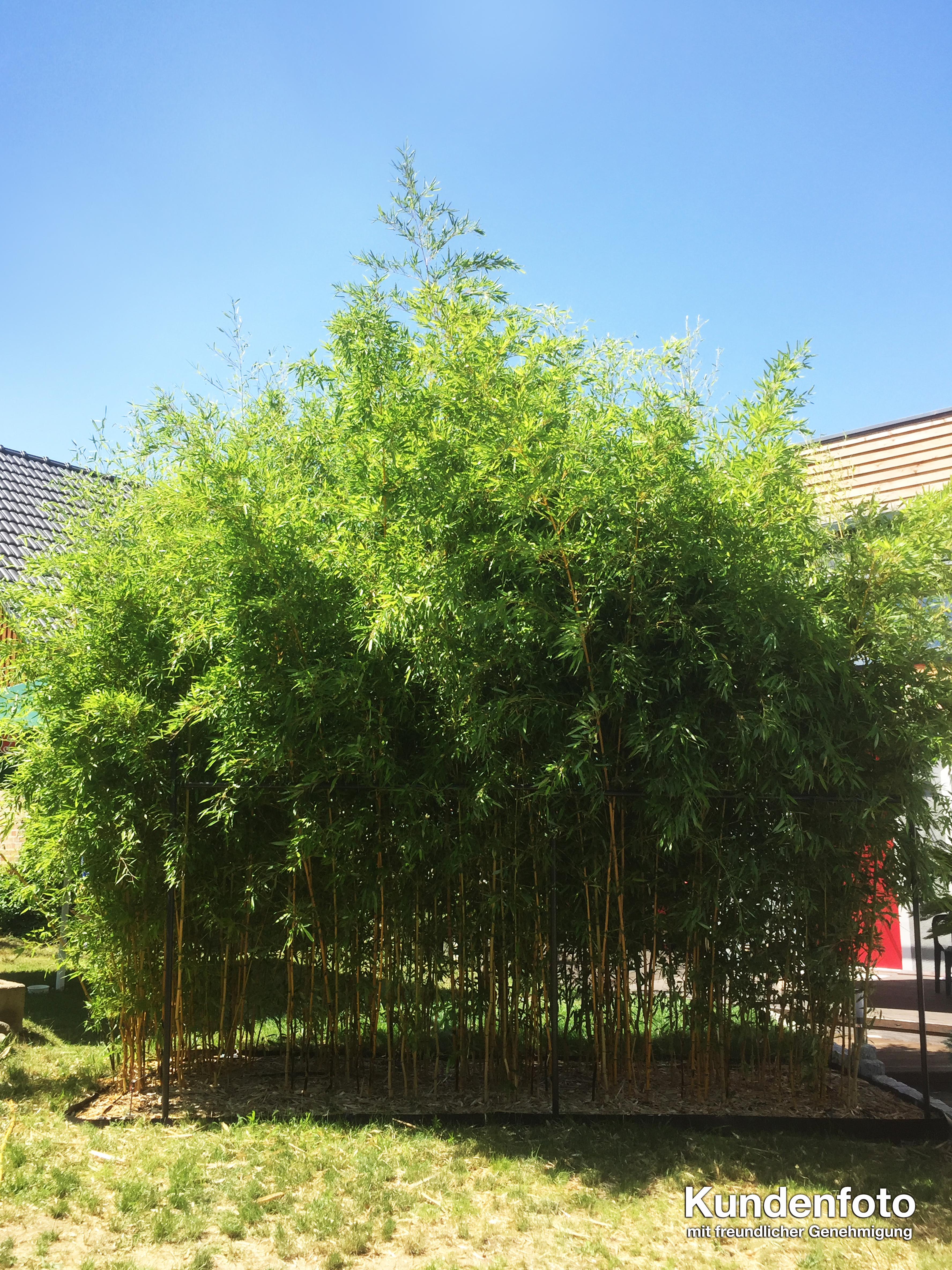 Goldener Peking Bambus, Phyllostachys aureosulcata Aureocaulis