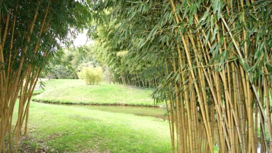 Goldener Peking Bambus, Phyllostachys aureosulcata Aureocaulis