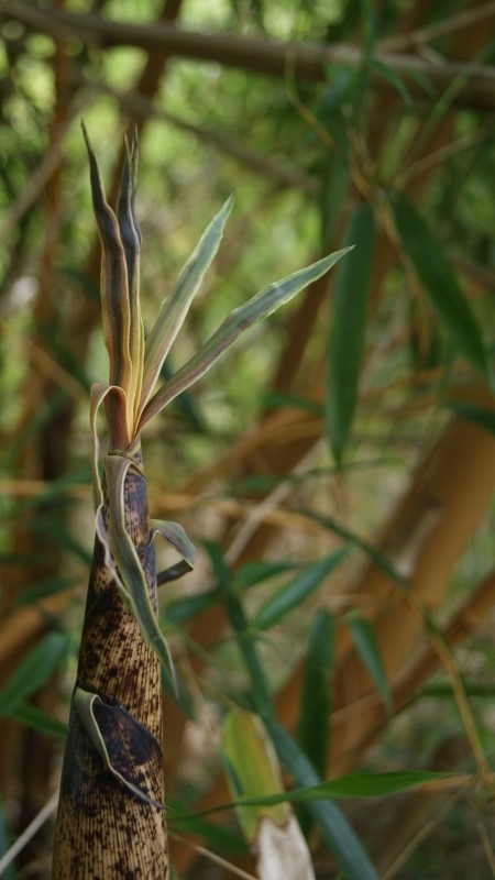 Zauber Bambus, Phyllostachys vivax Aureocaulis