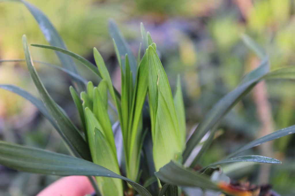 Glöckchentraube - Liriope muscari Money Maker