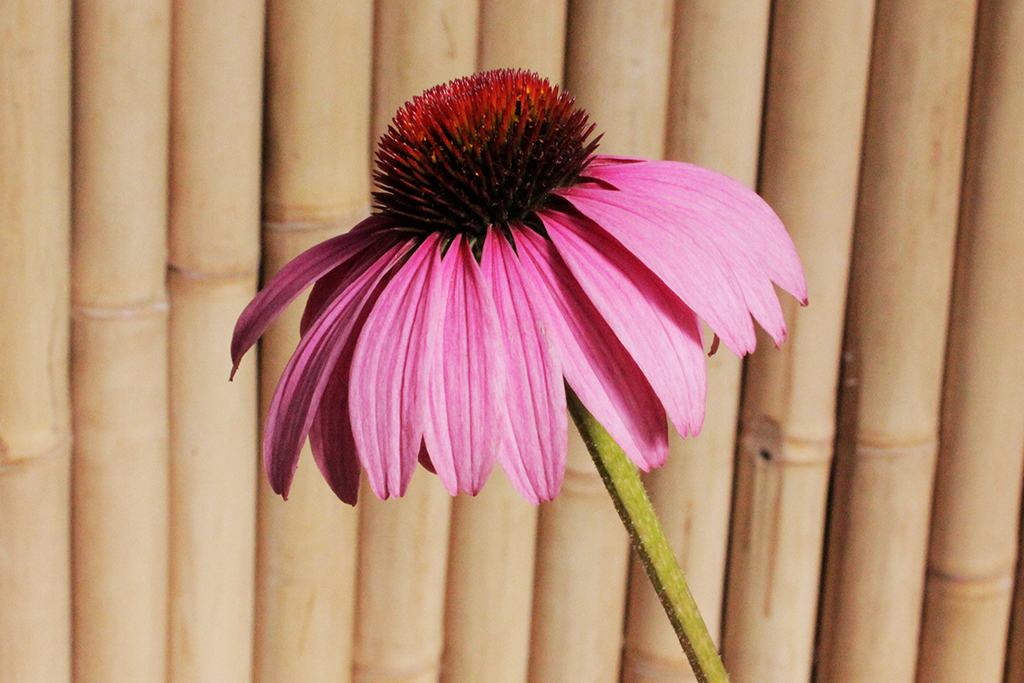 Sonnenhut, Echinacea purpurea in Sorten