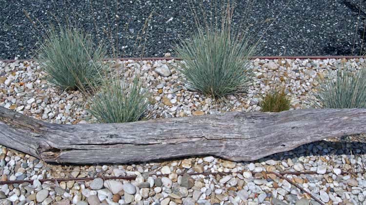 Blauschwingel, Festuca cinerea glauca