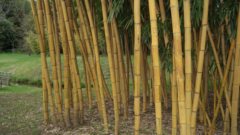 Goldener Peking Bambus, Phyllostachys aureosulcata Aureocaulis