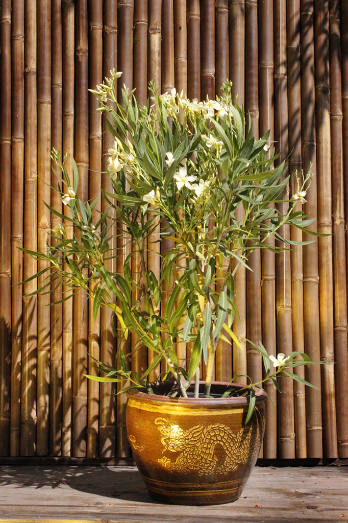 Oleander, Nerium oleander