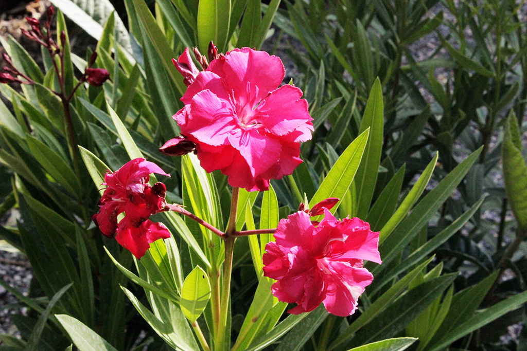 Oleander, Nerium oleander