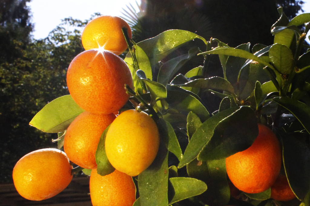 Citrofortunella mitis, Calamondin