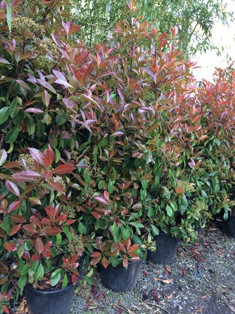 Glanzmispel - Photinia x fraseri Red Robin