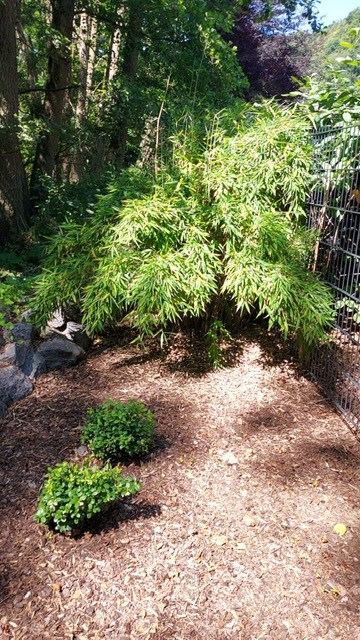 Der aufrechte Gartenbambus, Fargesia murielae Jumbo