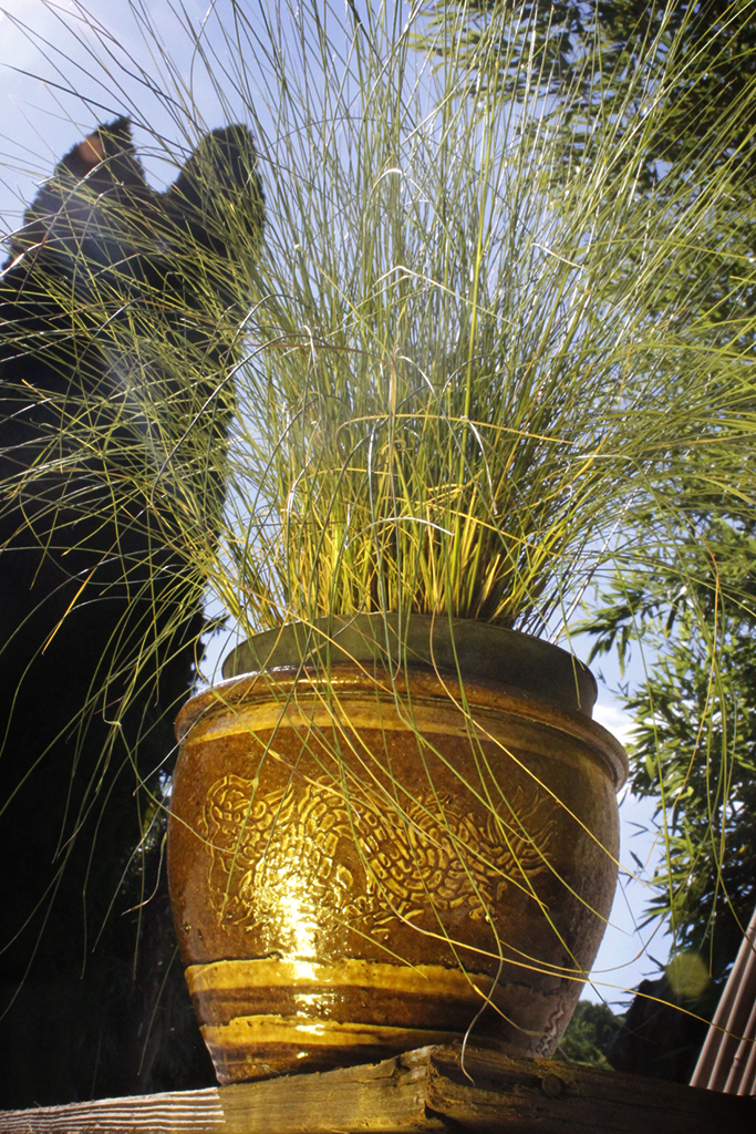 Rosa Haargras - Muhlenbergia capillaris