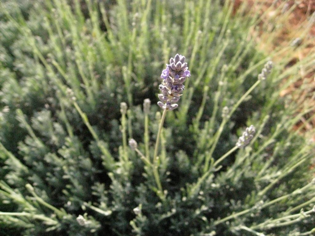 Echter Lavendel, Lavandula angustifolia