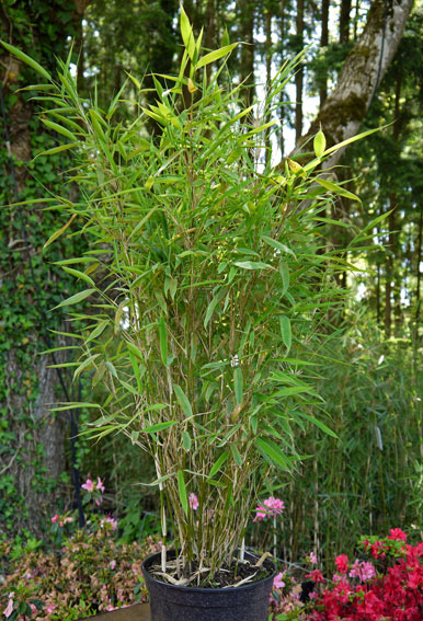 Kleiner Gartenbambus, Fargesia murielae Dragonfly