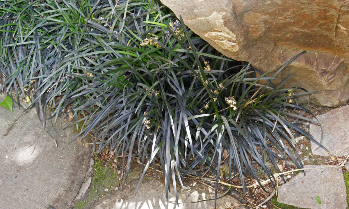 Schwarzer Schlangenbart, Ophiopogon planiscapus nigrescens