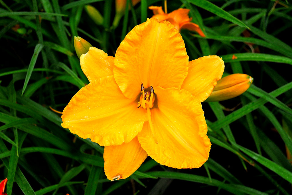 Taglilie, Hemerocallis in Sorten