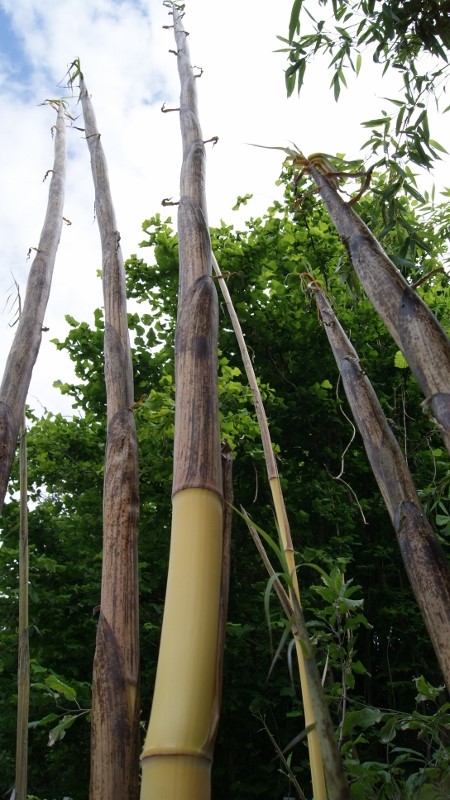 Zauber Bambus, Phyllostachys vivax Aureocaulis