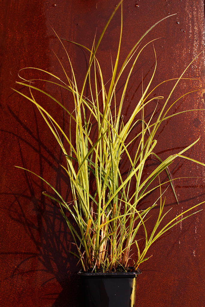 Graziles Chinaschilf, Miscanthus sinensis Kleine Fontäne