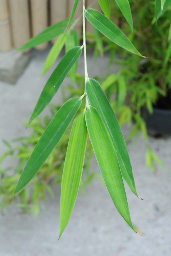 Obelisk Bambus, Fargesia nitida Obelisk