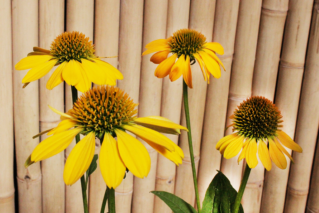 Sonnenhut, Echinacea purpurea in Sorten