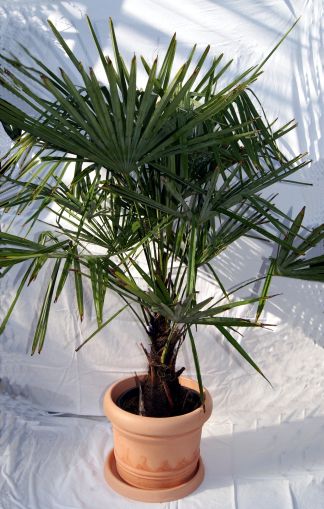 Winterharte Hanfpalme, Trachycarpus fortunei